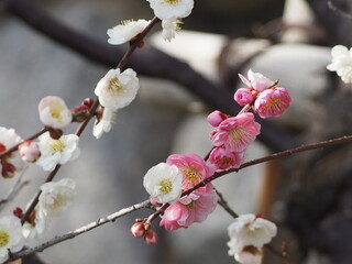 Plum Blossom