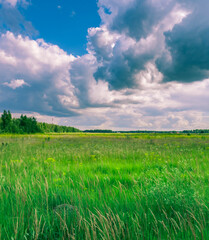 Field of grass is covered in clouds
