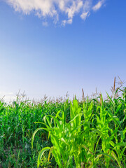 Field of corn is growing in a sunny day