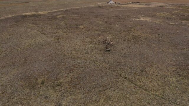 A view from above of a reindeer sleigh with residents of northern peoples riding through the Tundra in autumn