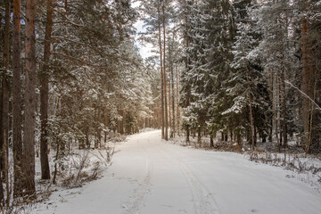 Snowy forest path with trees covered in snow