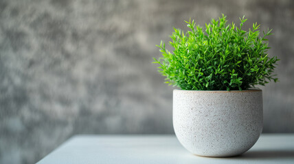 A potted plant on a white table with a textured gray background.