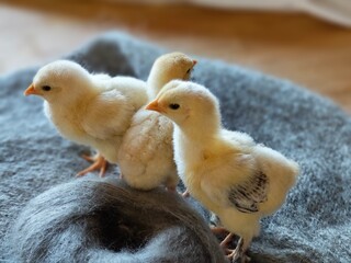 Curious Baby Chicks Standing on Soft Woolen Fabric.