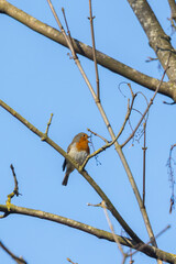 European robin singing in Siebenbrunn, Germany