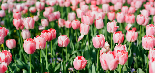 red tulips in spring