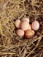 Organic Free-Range Chicken Eggs in a Rustic Nest.