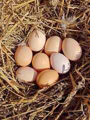 Organic Brown Eggs Nestled in a Bed of Dry Straw.