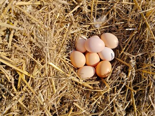 Group of Freshly Laid Eggs Resting on Golden Straw.