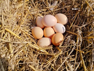 Natural Brown Eggs Resting in a Cozy Farm Nest.