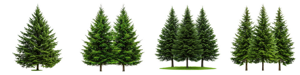 Majestic Evergreen Forest with Lush Fir and Pine Trees in Winter Landscape  Tall dense clusters of coniferous trees creating a peaceful serene and classic nature scenery