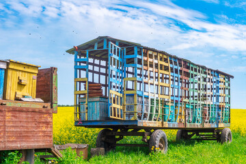 Fototapeta premium hives on a rapeseed field collecting honey