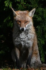 red fox sitting