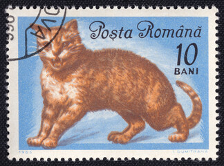 Cat is depicted on a vintage cancelled postage stamp printed in Romania circa 1965.