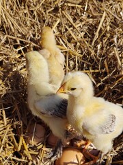 Playful Newborn Chicks Walking Around a Cozy Straw Nest.