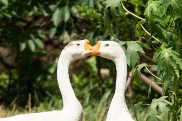 Majestic White Goose Standing in a Lush Garden
