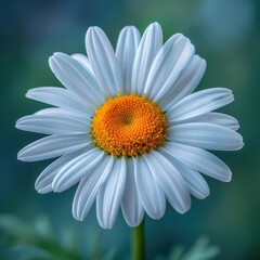 Obraz premium Close-up of a white daisy in soft focus (1)
