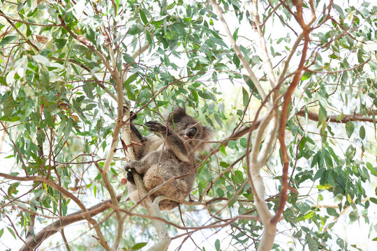 ein Koala auf einem Eukalyptusbaum im Morialta Conservation Park - Adelaide - South Australia.