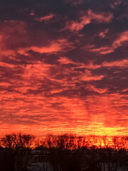 A breathtaking sunset displaying vibrant red clouds with silhouettes of trees prominently positioned in the foreground, capturing the essence of natures enchanting evening display