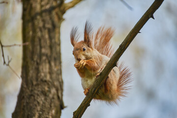 Red Squirrel Eating on Branch © Ryzhkov Oleksandr