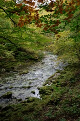 Stream of water in Kamacnik forest, nature park and Hiking area in Croatia