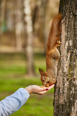 Squirrel Eating from Hand in Park © Ryzhkov Oleksandr