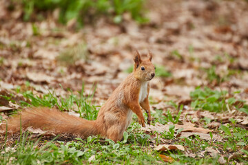 Red Squirrel Eating a Nut on the Ground
