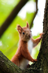 Red squirrel on a tree in the forest