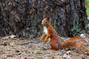 Red squirrel in the forest in the wild