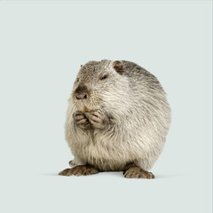 Studio shot of a coypu, also known as nutria or river rat, holding food in its paws against a light blue background