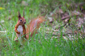 Red squirrel in the park