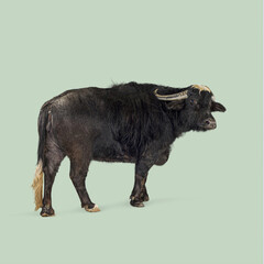 Fototapeta premium Studio shot of a large black domestic water buffalo standing against a seamless green background