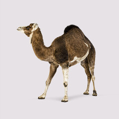 Full length view of a one humped camel standing against a Beige background, its head raised in a...