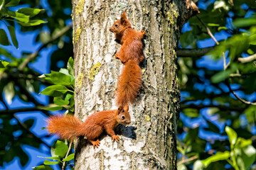 Red squirrels on a tree in the forest