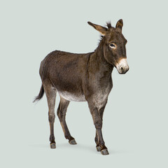 Full length studio shot of adorable dark brown donkey walking on light green background