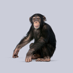 Young chimpanzee sitting and looking forward on a gray background