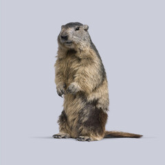 Alpine marmot stands on its hind legs against a seamless gray background in a studio setting