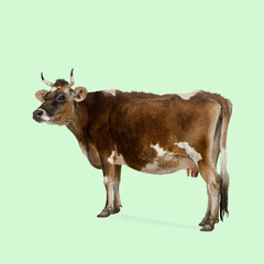 Healthy dairy cow standing against a light green background, showcasing its brown and white patterned coat