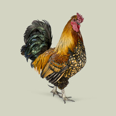 Full body portrait of a wyandotte rooster, showcasing its vibrant plumage and confident stance against a seamless green background