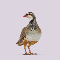Red legged partridge standing in profile looking to the right on a plain purple background