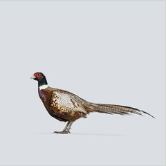 Full body of a male common pheasant walking on a light grey background