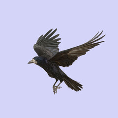 Rook soaring with outstretched wings against a vibrant purple background, showcasing its power and grace in flight