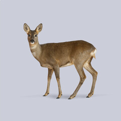 European roe deer standing still on a seamless light purple background