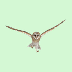 Beautiful barn owl flying with spread wings, isolated on a vibrant green background