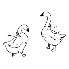 two geese line art vector illustration