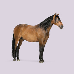 Obraz premium Studio shot of a brown horse with black mane and tail, standing against a light purple background