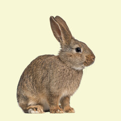 Adorable brown rabbit sitting and looking right, isolated on a light yellow background, perfect for easter or animal themes