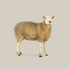 Full body of sheep standing on plain background in studio shot, facing forward