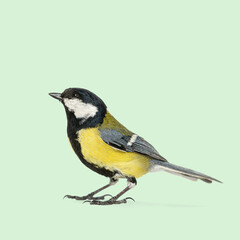 Great tit bird standing on a light green background, looking slightly up and to the left