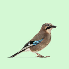 Studio shot of beautiful eurasian jay bird, garrulus glandarius, standing side ways, isolated on a light green background