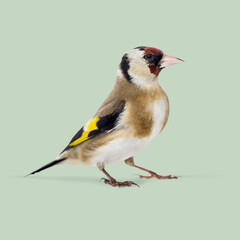 European goldfinch, carduelis carduelis, standing on a light green background